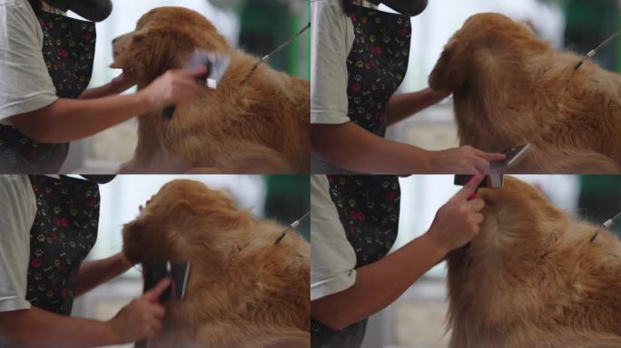 一名妇女在宠物店洗澡后梳理狗毛