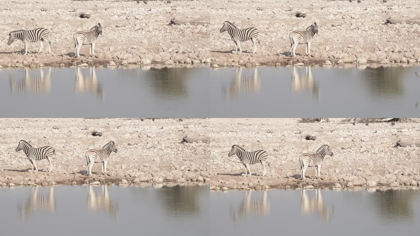 斑马在水坑喝水，纳米比亚