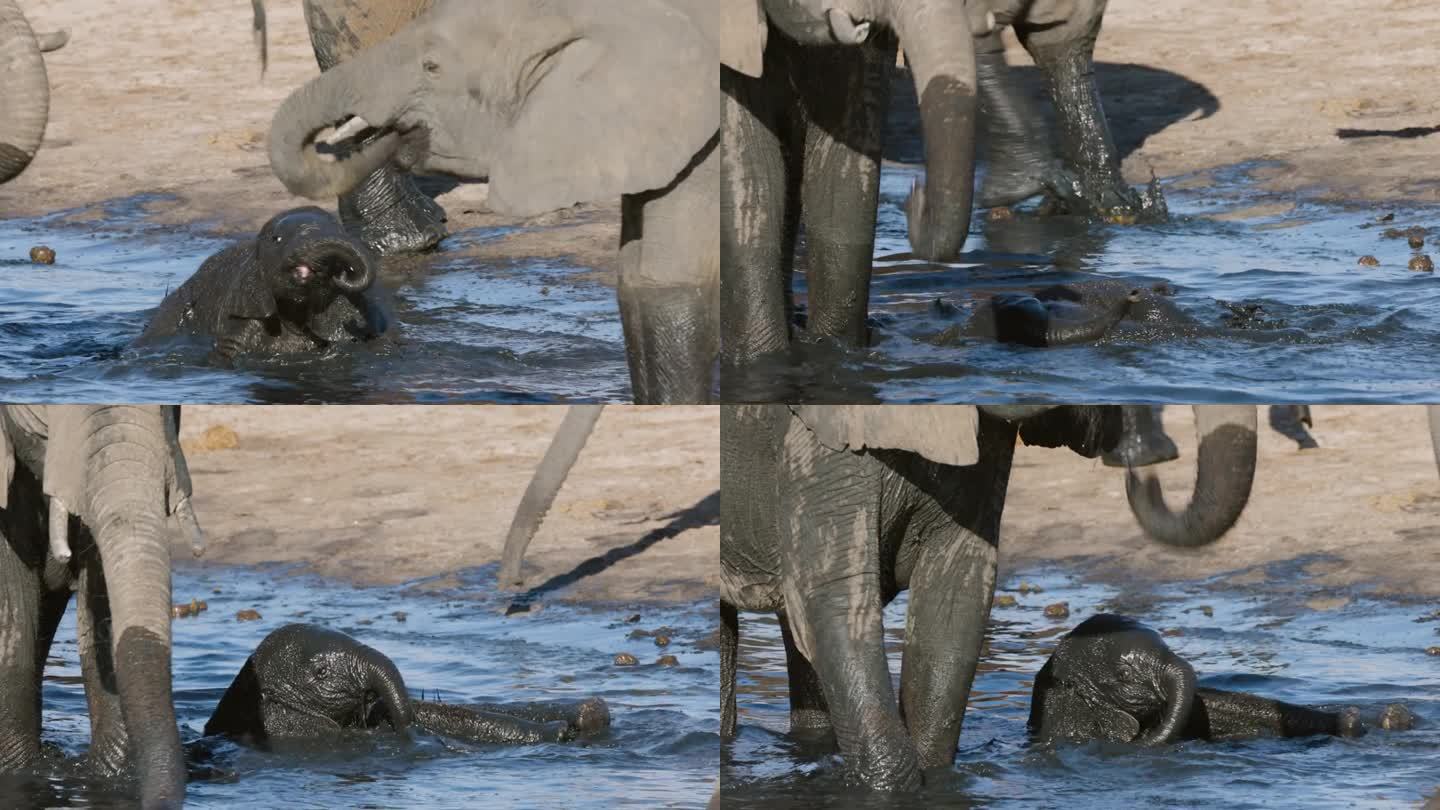 特写镜头。可爱的小象在水坑里躺在妈妈身边玩耍