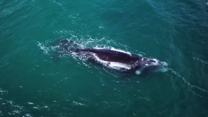 南露脊鲸在南非赫曼努斯海岸的航拍画面
