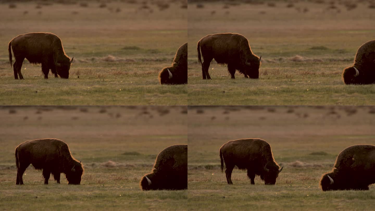放牧野牛:黄石国家公园:拉马尔山谷