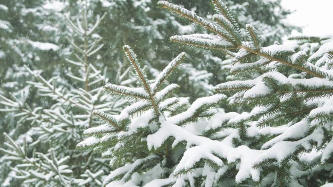 雪中被雪覆盖的冷杉树。童话般的冬季森林景观。圣诞树。冬季森林。在公园里散步。寒冷的天气。