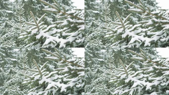 雪中被雪覆盖的冷杉树。童话般的冬季森林景观。圣诞树。冬季森林。在公园里散步。寒冷的天气。