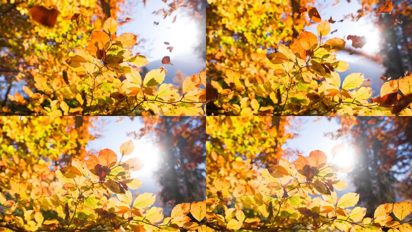 秋叶缓缓落下，阳光照进来