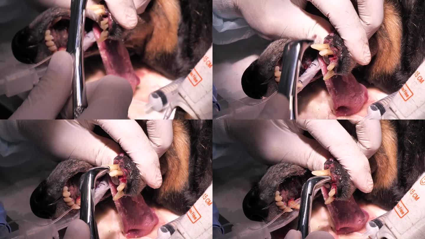 兽医牙医在麻醉下为一只老狗拔掉蛀牙。由于不刷牙，狗的牙齿腐烂塌陷了。坏狗牙齿护理的概念。