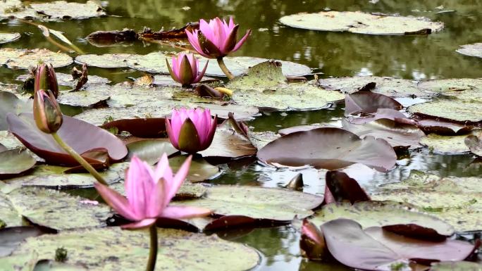池塘里的四朵粉红色睡莲