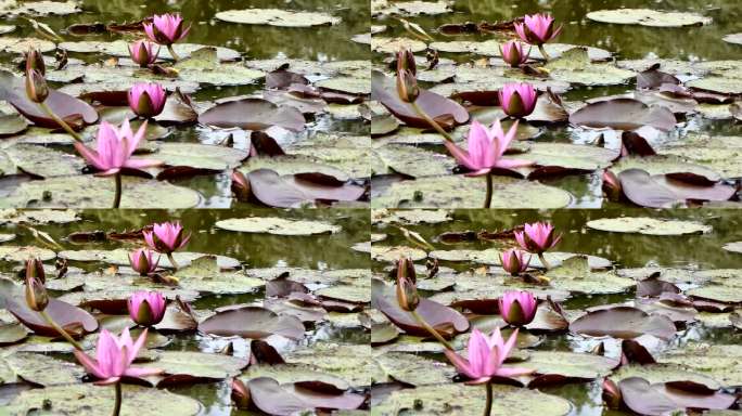 池塘里的四朵粉红色睡莲