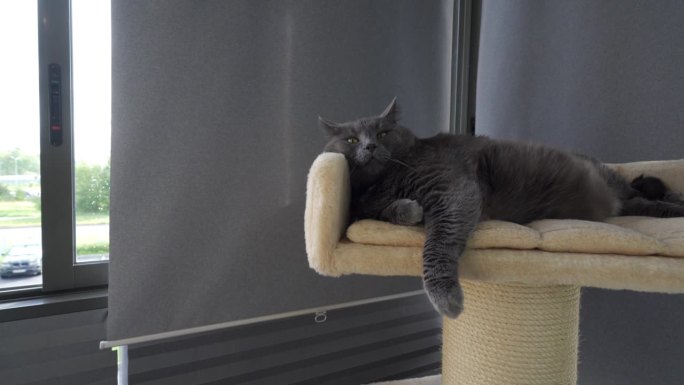 夏天，灰色的大肥猫躺在公寓阳台上的猫树上的沙发上