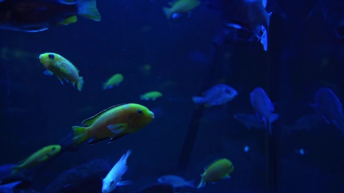 鱼在水族馆清澈明亮的水中慢慢地游着