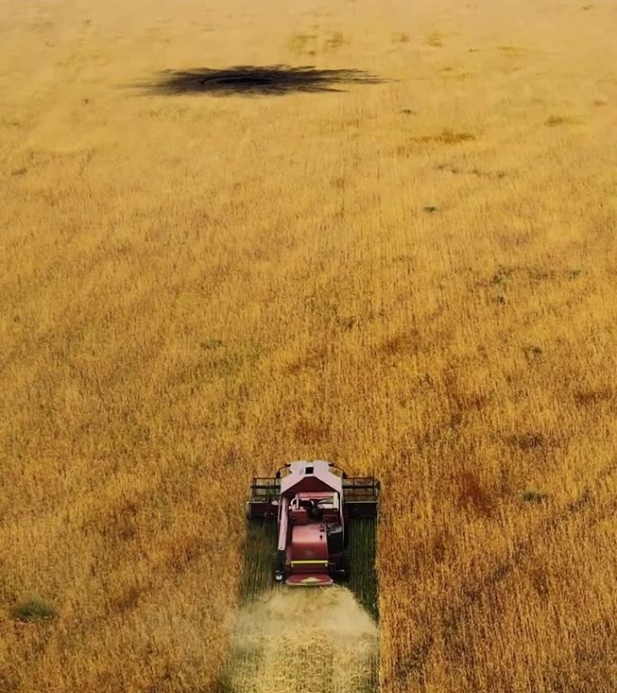 垂直视频麦田与炮弹爆炸弹坑。无人机飞过在麦田里工作的联合收割机。粮食危机。乌克兰战争。世界粮食短缺