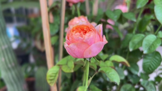 呜呜祖拉玫瑰，杂交茶树，柔和的橙色和无数的花瓣