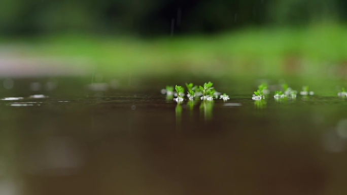 慢动作雨滴在水坑里飞溅