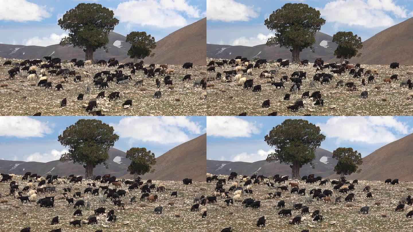 一群黑白棕色的山羊生活在树木稀少的高海拔山区