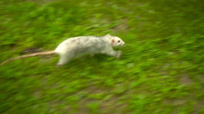 一只小白鼠跑过草地。一只家鼠跳到草坪上散步。4 k