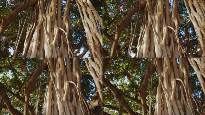 夏威夷一个阳光明媚的下午，威基基海滩上的老榕树