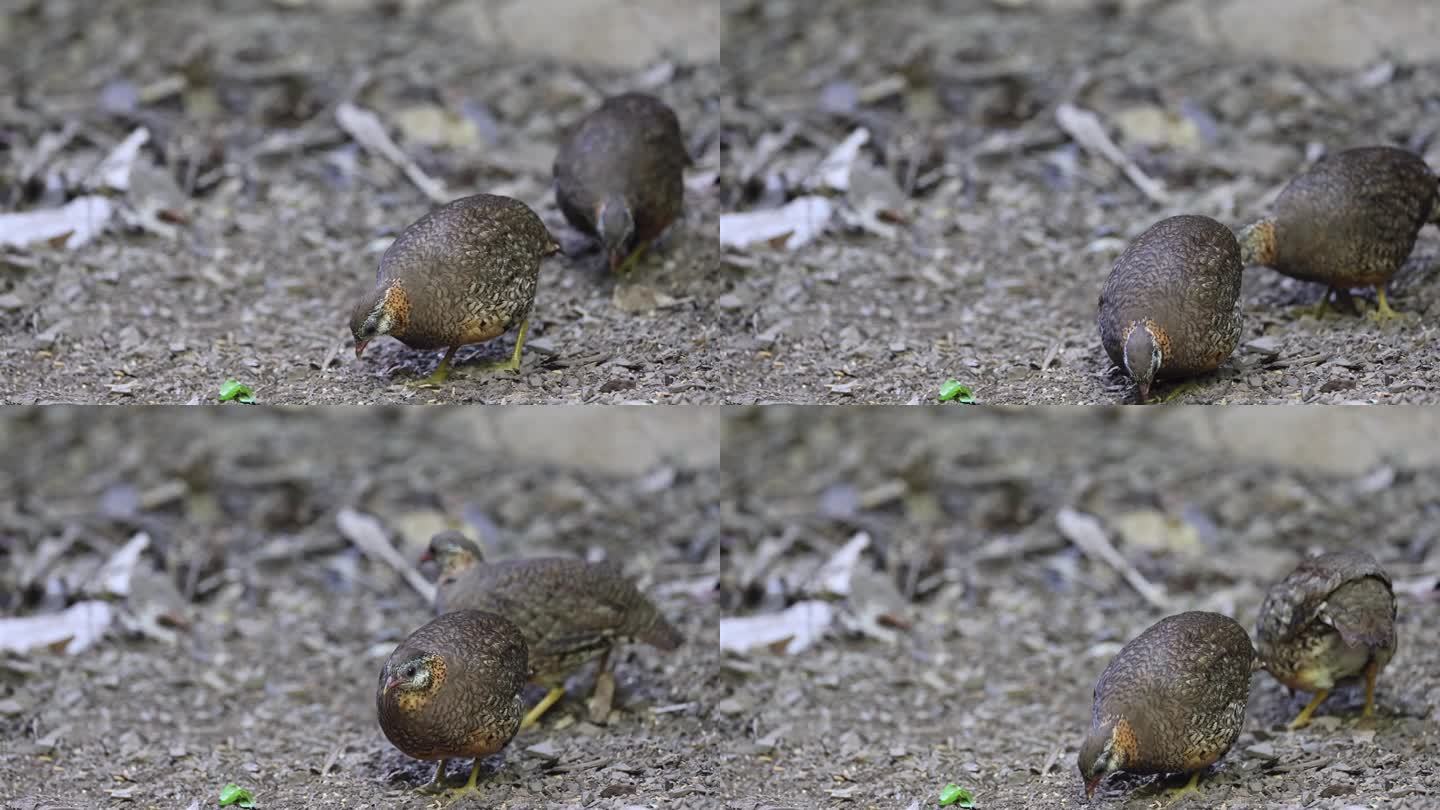 鹧鸪鸟:成年鳞胸鹧鸪(Tropicoperdix chloropus)也被称为绿腿鹧鸪或绿腿山鹧鸪。