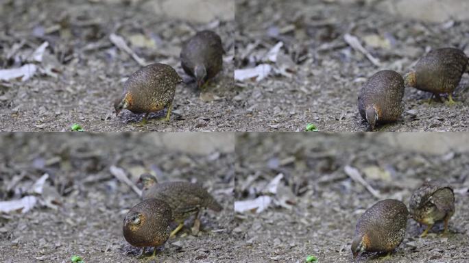 鹧鸪鸟:成年鳞胸鹧鸪(Tropicoperdix chloropus)也被称为绿腿鹧鸪或绿腿山鹧鸪。