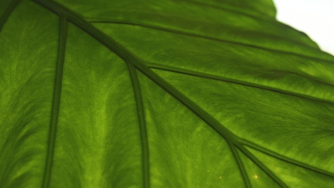 生机勃勃的绿色健康的热带大根叶结构