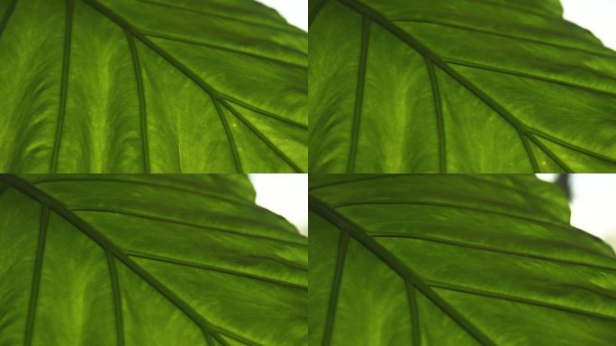 生机勃勃的绿色健康的热带大根叶结构