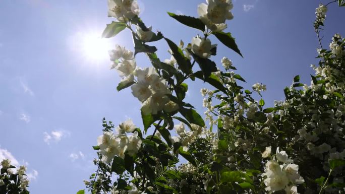 盛开的白色茉莉花在春天的季节