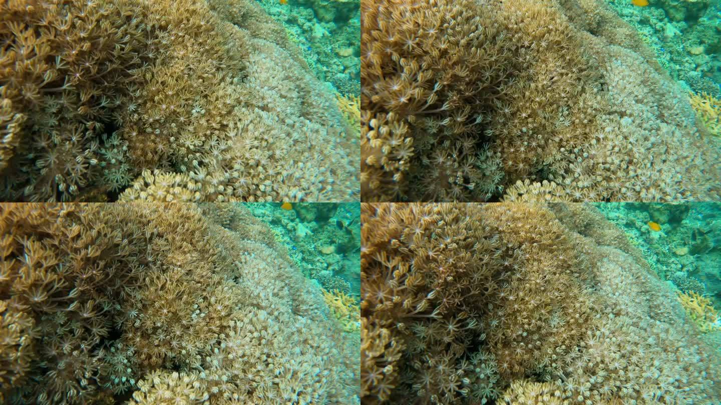 大海葵花水母珊瑚礁大海