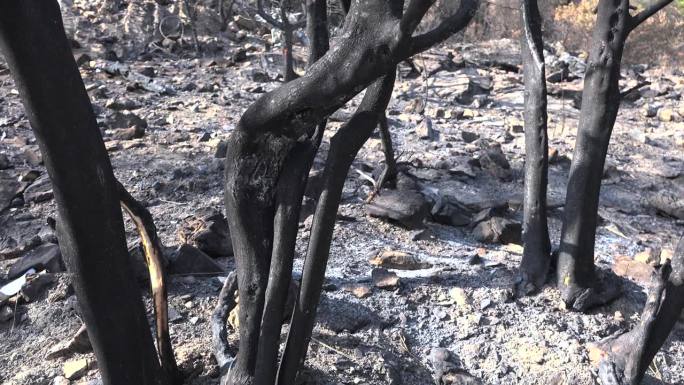 森林大火后燃烧的树干和灰烬