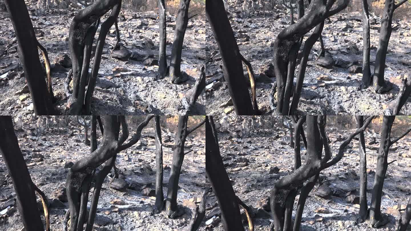 森林大火后燃烧的树干和灰烬