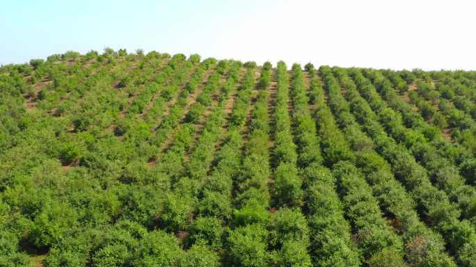 茶油种植基地航拍