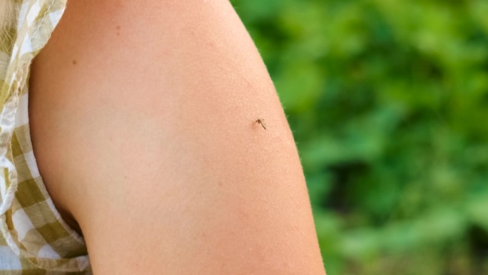 蚊子叮人的手以致人死亡。有选择性的重点。大自然。