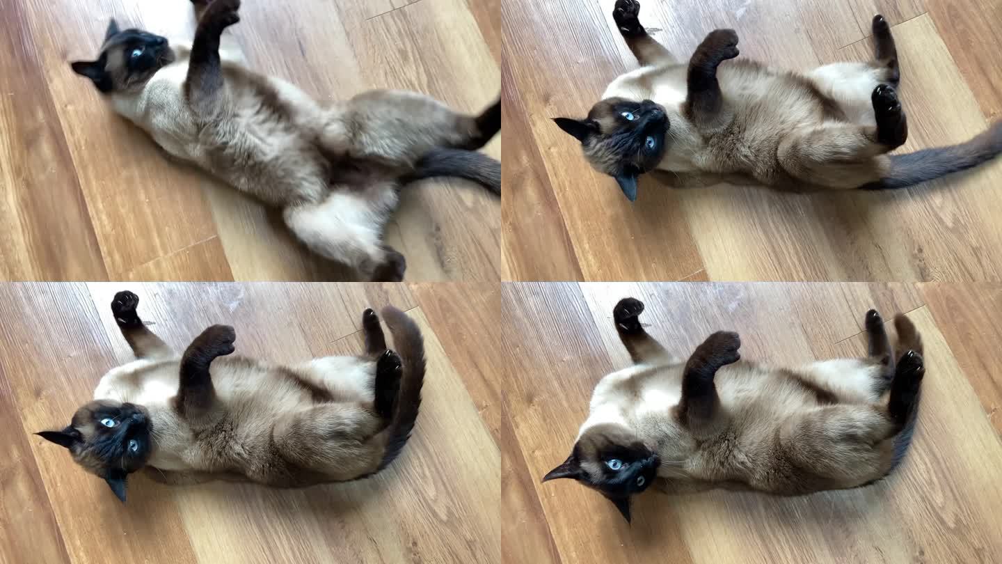 暹罗猫在木地板上玩滚
