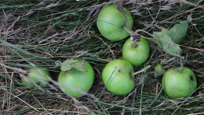 青苹果落在草地上。花园里掉下来的苹果。自然的产品。绿色星球。生物产品。4 k的决议
