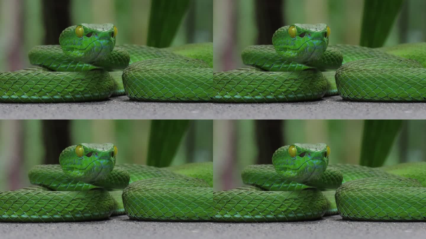 绿坑蛇蛇