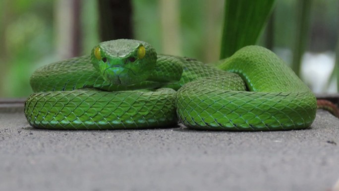绿坑蛇蛇
