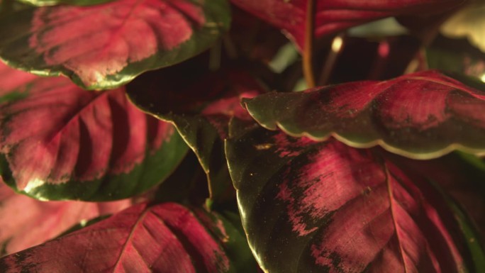 特写，DOF:在晨光中，玫瑰花萼的叶子呈现出令人惊叹的色彩