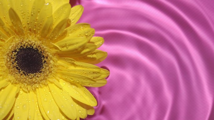 小水滴落在粉红色的背景上，非洲菊花漂浮在水中