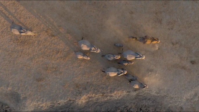 直下航拍特写。一群带着小象离开水坑的大象