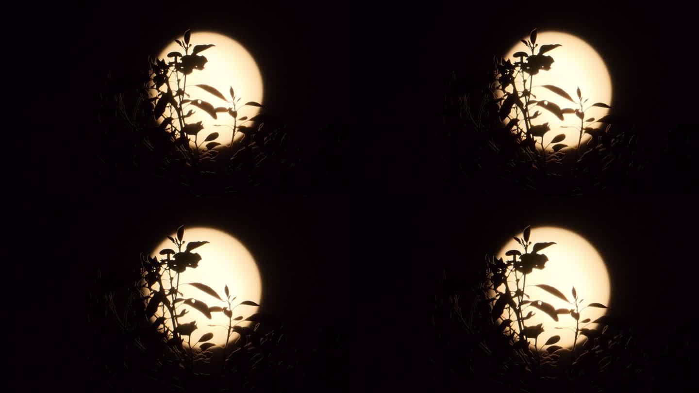 深夜晚凄美的月亮树叶剪影