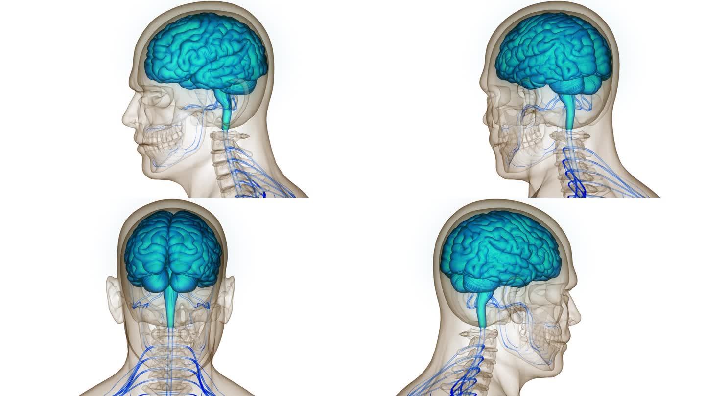 人体神经系统中枢器官脑解剖动画概念