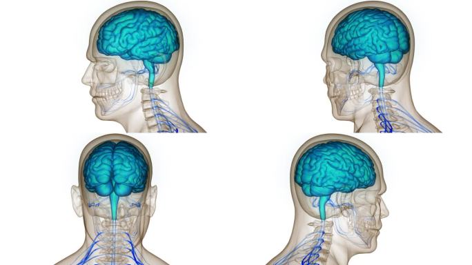 人体神经系统中枢器官脑解剖动画概念