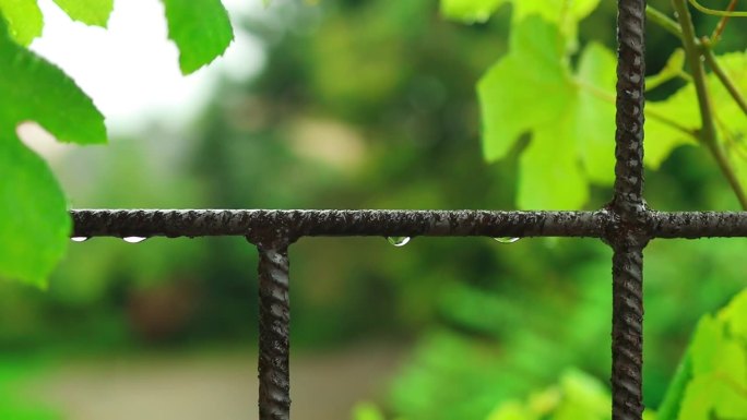 下雨的时候。雨滴落在有绿色植物的铁栅栏上。水在一根钢金属棒上形成一个美丽的抽象图案