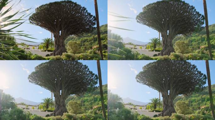 西班牙加那利群岛特内里费岛上的古龙树。