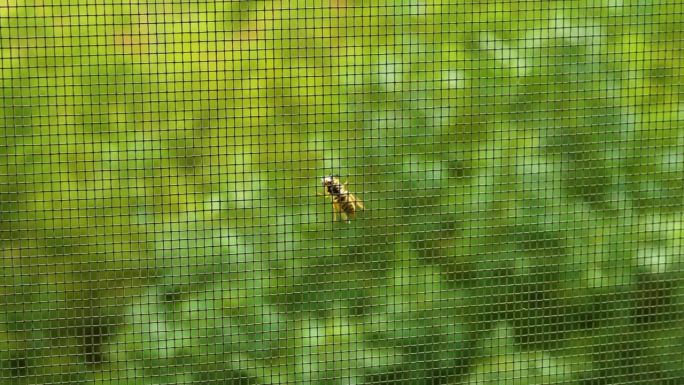 蜜蜂特写，蚊帐上的蜜蜂。有翅膀的昆虫。