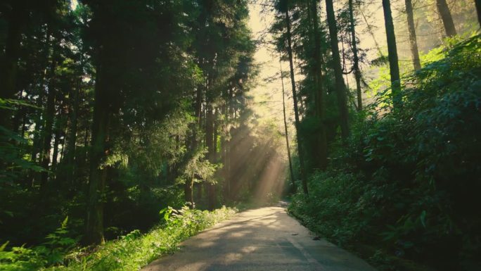 美丽的阳光透过空旷的乡村道路上方的森林