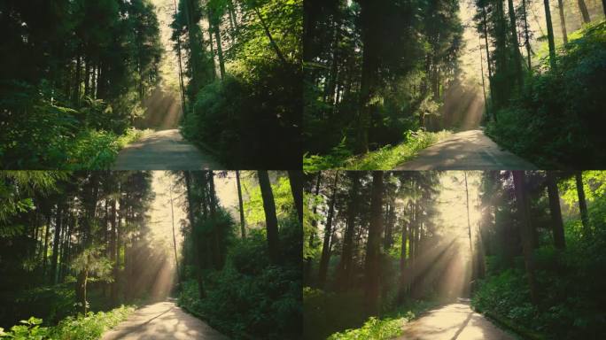 美丽的阳光透过空旷的乡村道路上方的森林