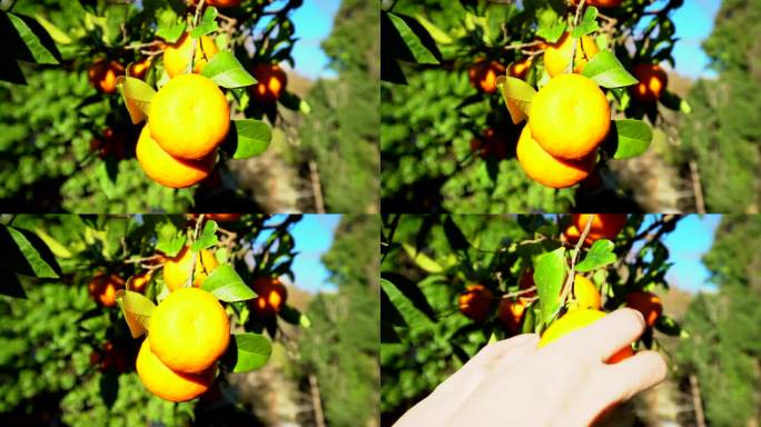 摘橙子摘橙子