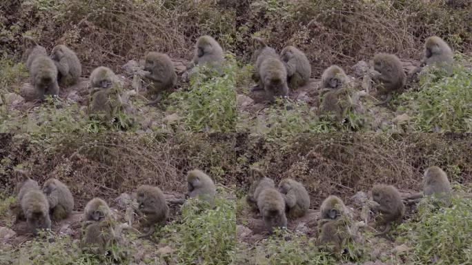 恩戈罗恩戈罗火山口的一群野生猴子