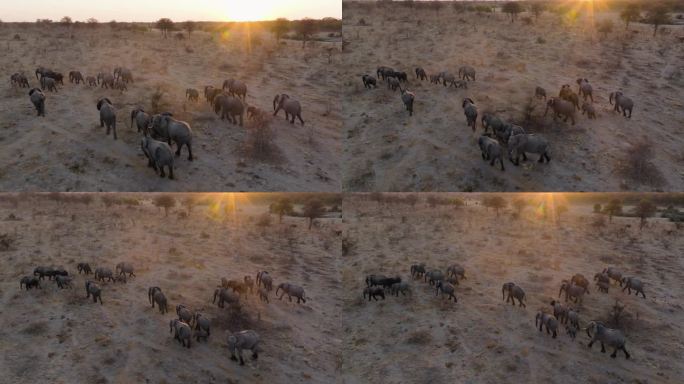 天线。一群正在繁殖的小象在日落时分带着小象离开一个水坑