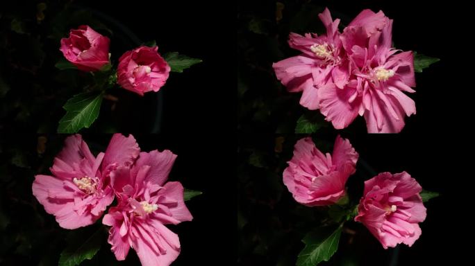 两个粉红色的叙利亚芙蓉花从花蕾到盛开，然后枯萎孤立的黑色背景，4k近距离视频的延时镜头。
