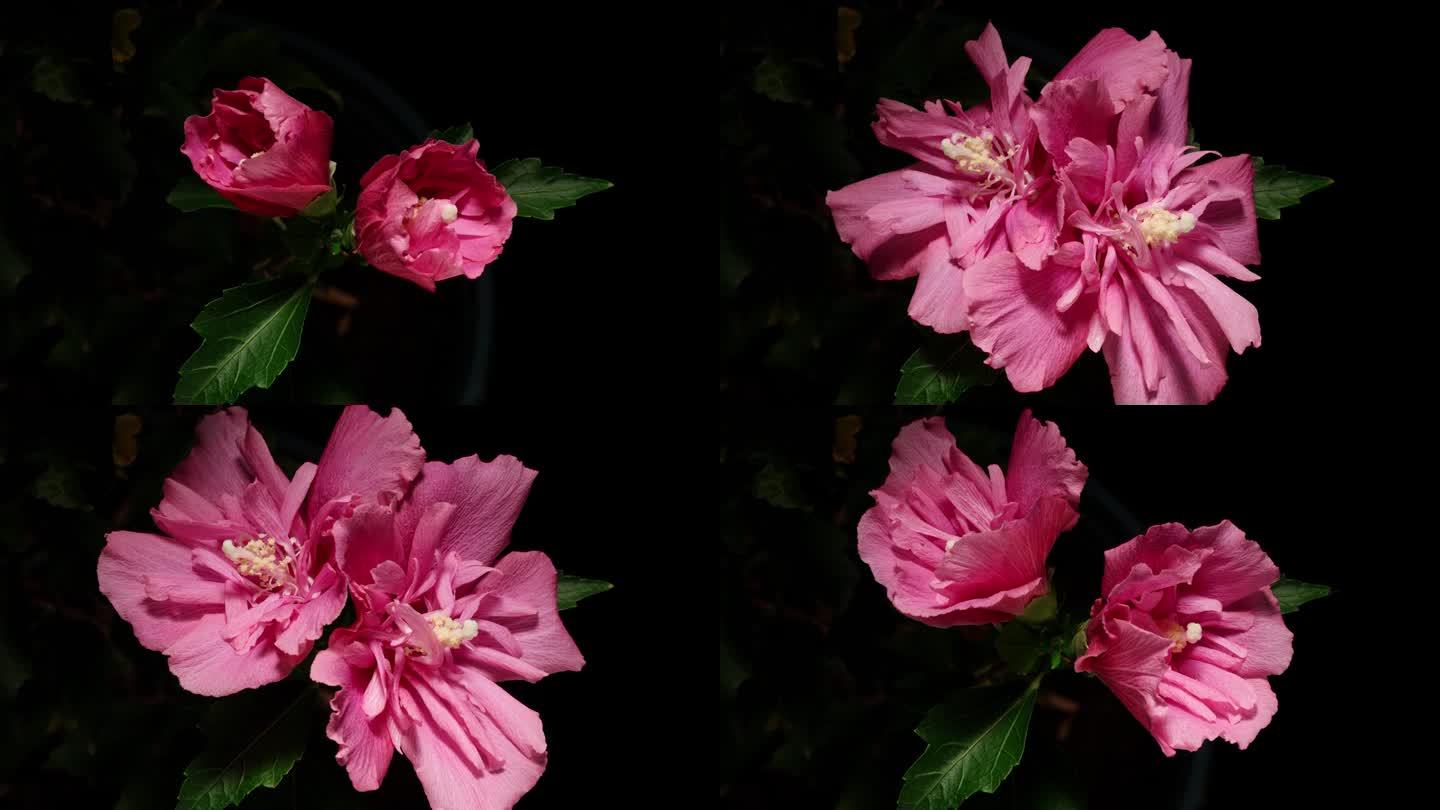 两个粉红色的叙利亚芙蓉花从花蕾到盛开，然后枯萎孤立的黑色背景，4k近距离视频的延时镜头。