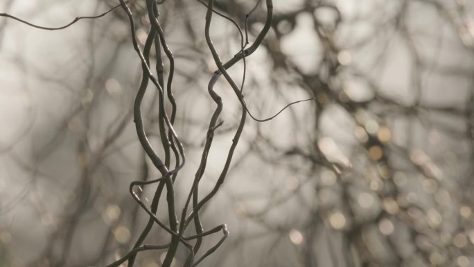 干燥的攀缘植物，在冬天挂在一个模糊的背景。